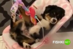 Щенок играет с погремушками