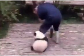 Непоседливый пандарёнок пристает к сотруднику зооцентра