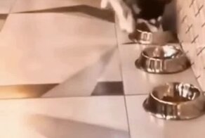 Наглый пёс, который знает, что ему нужно