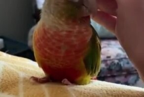 Попугай хорошо устроился