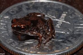 Учёные открыли виды лягушек размером с монетку
