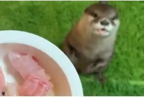 Голодная выдра просит, чтобы её покормили