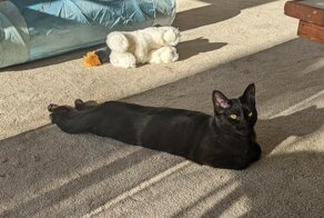 18 фотографий чёрных котов — милых, крутых, забавных и приносящих в дом только радость