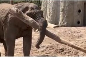 Слон, познавший равновесие