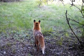 Кто прошел по лесной тропе за три недели — разные животные, снятые фотоловушкой
