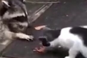 Наглые еноты решили забрать всю еду у кошку