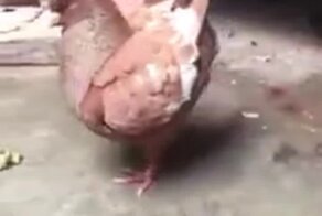 Курица или голубь: интересная порода птиц