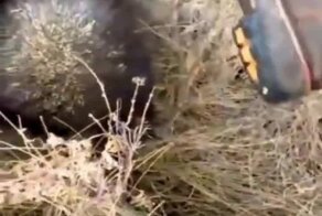 Не стоит шутить с дикобразом