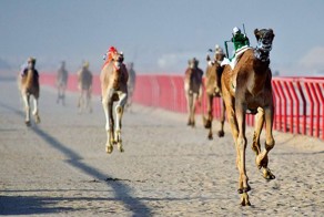 В Кувейте прошли гонки верблюдов с жокеями-роботами (4 фото)