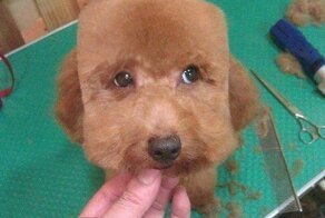 20+ животных со странными и смешными причёсками