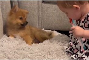 Щенок подпевает своей юной хозяйке