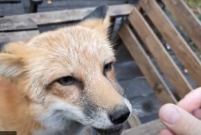 Сыр вкусный слопан, и вопль недовольный голодная Алиса издала: как мило и трогательно умеют огорчаться лисы