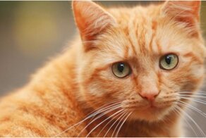 Отличие золотого кота от рыжего