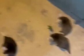 Неуклюжая мама-опоссум