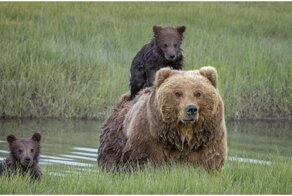 Под домом женщины поселилось пять медведей и храпели всю зиму
