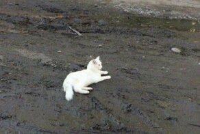 Мы всё же не знаем многого о весне... и котах