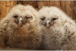 Материнский инстинкт: сова приняла спасённых птенцов как родных