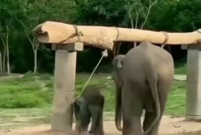 Мама спешит на помощь