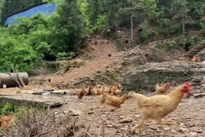 Куриная орда бежит к хозяйке