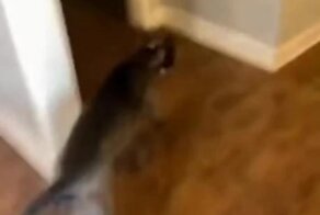 Бесстрашный пёс на страже дома