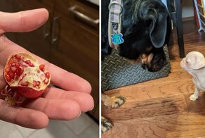 30 любопытных фото, которыми поделились пользователи сети