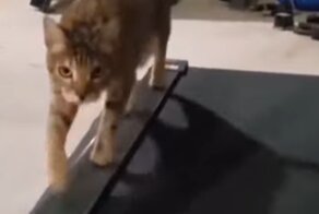 Тренировка кота на беговой дорожке