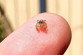 20 фотографий милых пауков