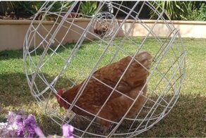 Куриный рай: 20 приспособлений из подручных средств в помощь куроводам