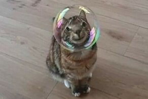 20+ прикольных кадров с животными, которые зарядят позитивом