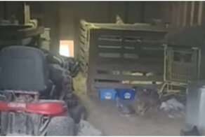 Любопытная коза вышла к хозяину  в странном головном уборе