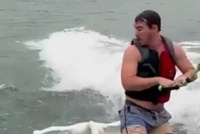 Не мути воду: лебедь атаковал мужчину