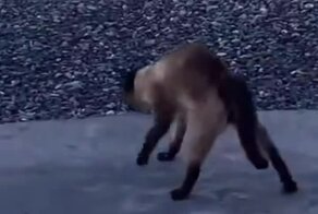 Кот, с которым лучше не связываться