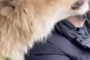 Ласка от хищной кошки