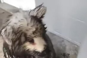 Грязный самоед - счастливый самоед