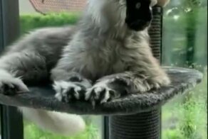 Котёнок с необычным окрасом