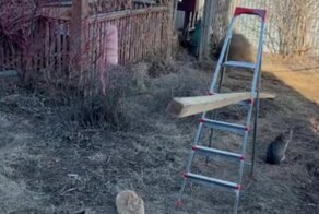 Коты пытаются добраться до сосиски