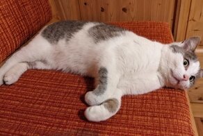 17 фото, когда у котов сбились системные настройки