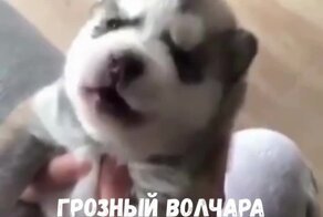 Щенок хаски учится выть