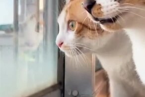 Светские беседы котов