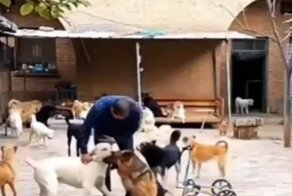 Очень нужный подарок псу