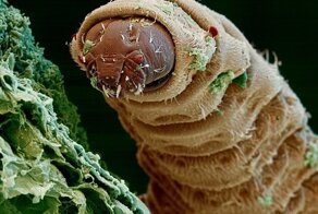 17 фантастических макрофото, доказывающих, что рядом с нами живут монстры