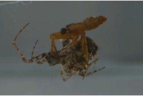 Некоторые пауки-самцы катапультируются после спаривания, чтобы их не съели