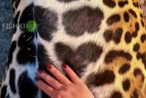 Ягуар плотно пообедал и решил отдохнуть