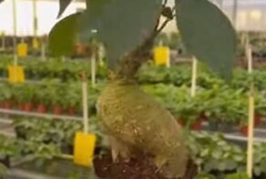 Ствол дерева очень напоминает человеческую фигуру