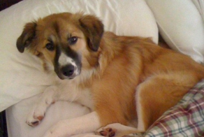 Чем занимается твой пес, когда ты спишь? (5 фото)