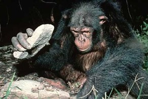 Человек и Шимпанзе (10 фото)