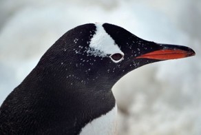 Антарктида - королевство льдов   (76 фото)