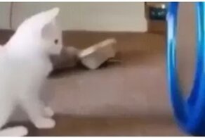 Неожиданная реакция кота на игрушку