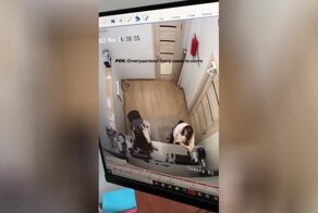 Как огнетушитель в офисе суету навел