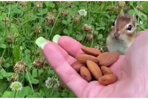 Бурундук впервые пробует миндаль